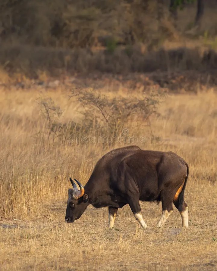 Indian gaur